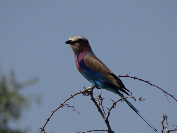 South Luangwa National Park Zambia (28)