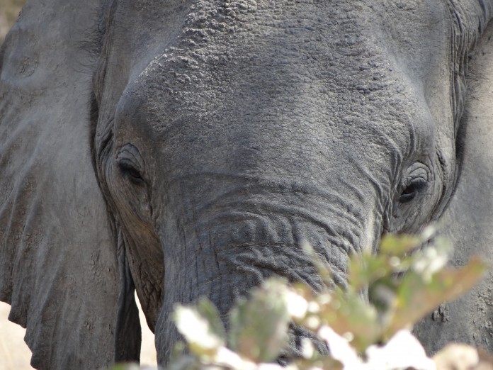 South Luangwa National Park Zambia (31)