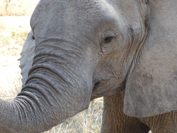 South Luangwa National Park Zambia (32)