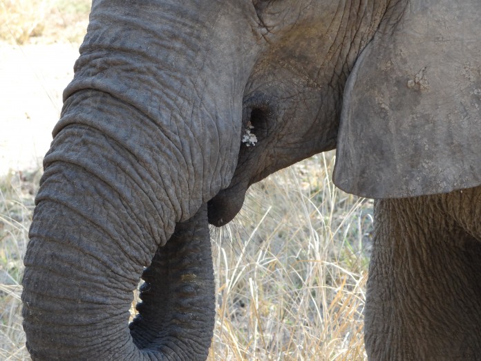 South Luangwa National Park Zambia (33)