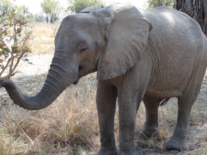 South Luangwa National Park Zambia (34)