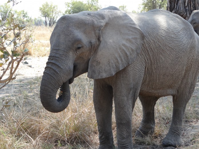 South Luangwa National Park Zambia (35)