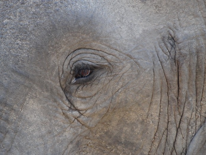 South Luangwa National Park Zambia (36)