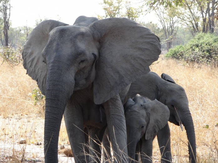 South Luangwa National Park Zambia (38)