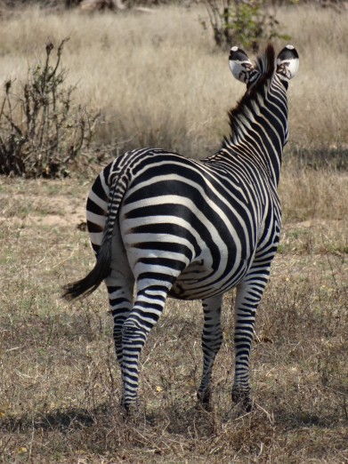 South Luangwa National Park Zambia (40)