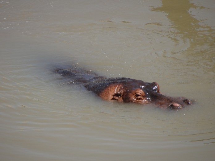 South Luangwa National Park Zambia (41)