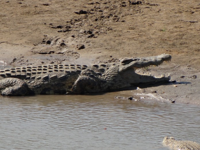 South Luangwa National Park Zambia (45)