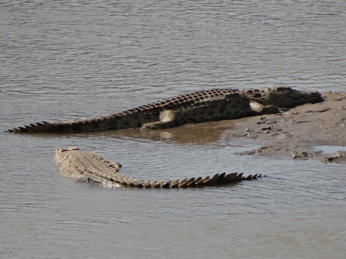 South Luangwa National Park Zambia (46)