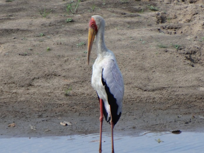 South Luangwa National Park Zambia (47)