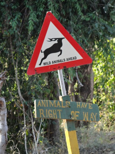 South Luangwa National Park Zambia (49)