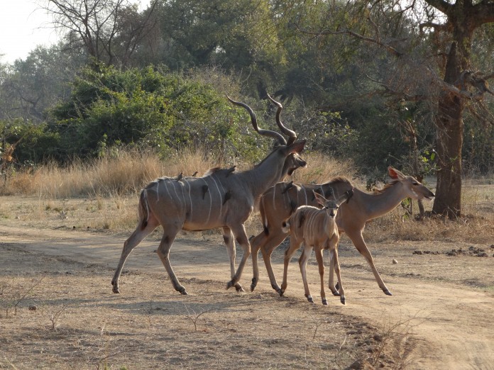 South Luangwa National Park Zambia (50)