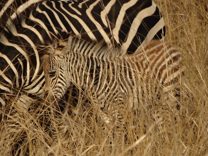 South Luangwa National Park Zambia (53)