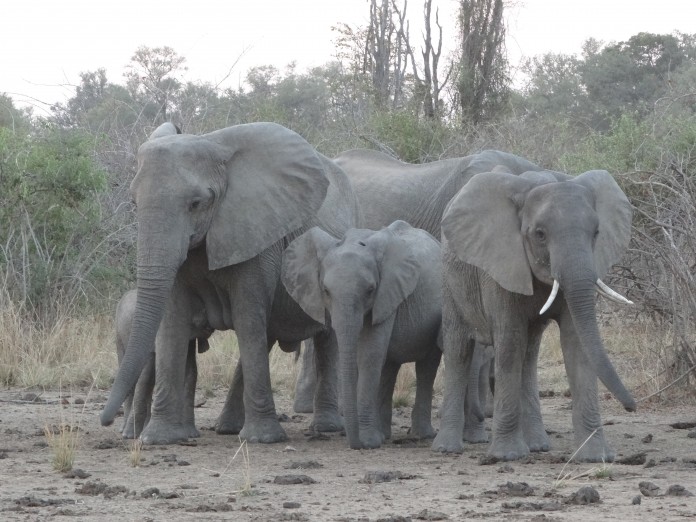 South Luangwa National Park Zambia (62)