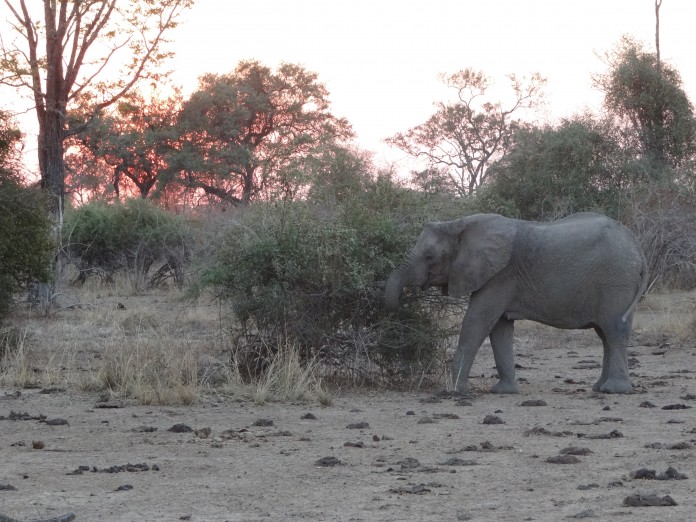 South Luangwa National Park Zambia (63)