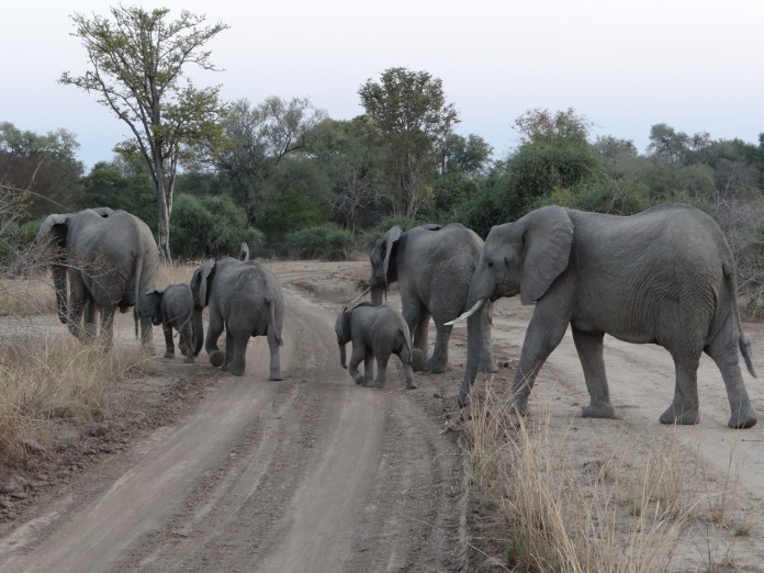 South Luangwa National Park Zambia (65)