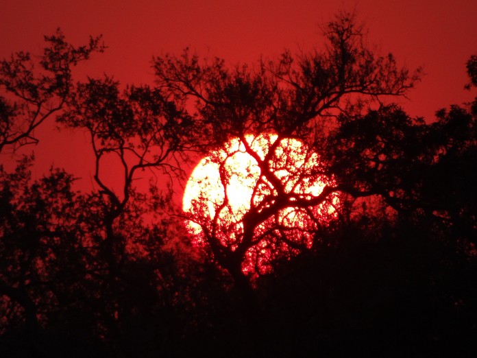 South Luangwa National Park Zambia (67)