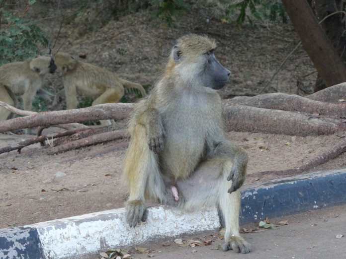 South Luangwa National Park Zambia (8)