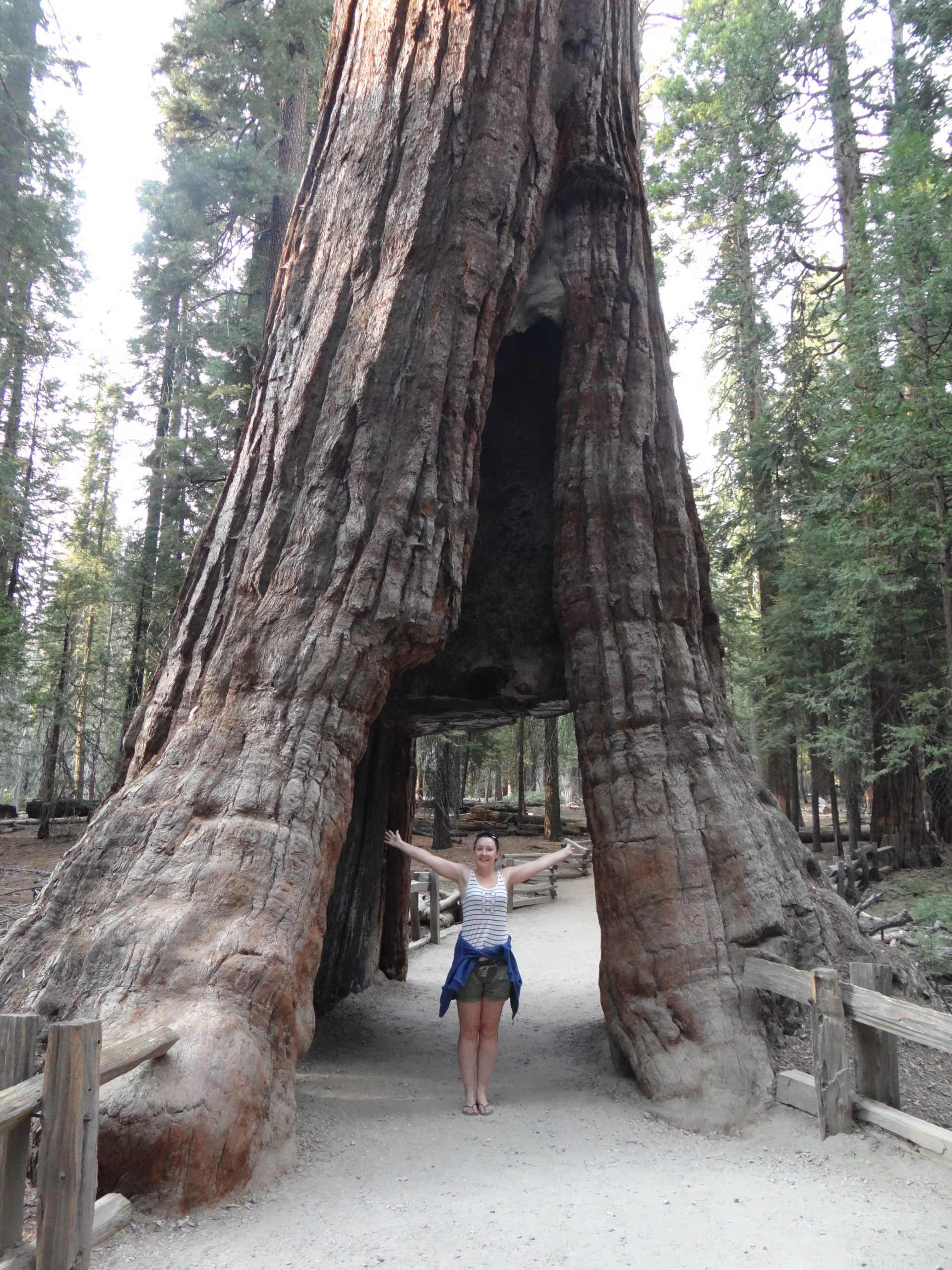 Giant Sequoia Trees