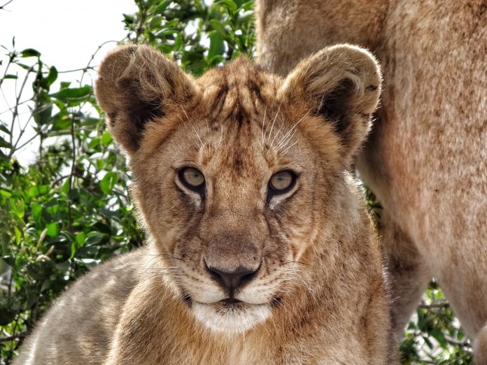 A lion in the Serengeti