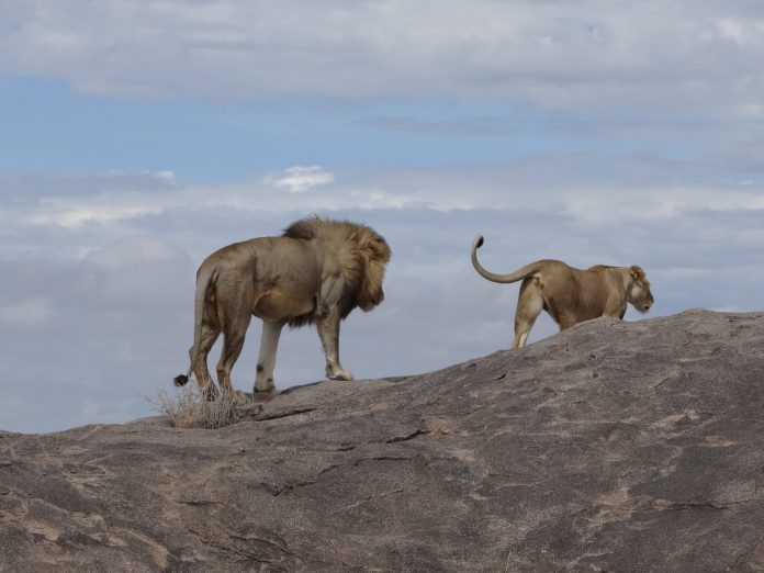 Overlanding Absolute Africa The Lion King 1994 Lion Pictures Safari Serengeti Tanzania