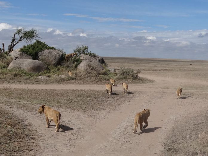 Overlanding Absolute Africa The Lion King 1994 Lion Pictures Safari Serengeti Tanzania