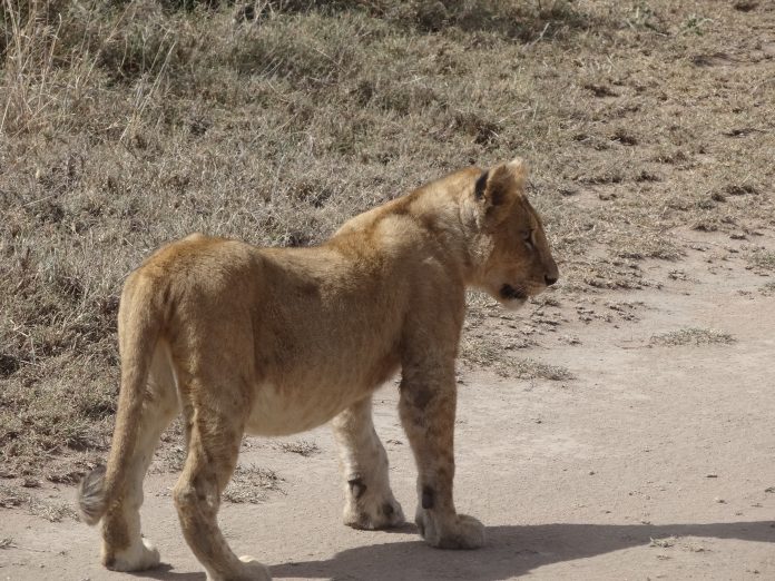 Overlanding Absolute Africa The Lion King 1994 Lion Pictures Safari Serengeti Tanzania