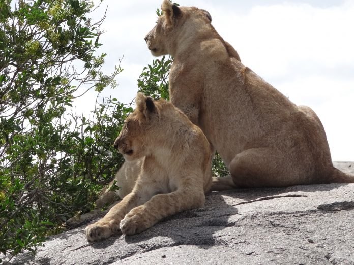 Overlanding Absolute Africa The Lion King 1994 Lion Pictures Safari Serengeti Tanzania