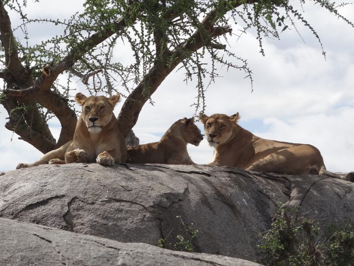 Overlanding Absolute Africa The Lion King 1994 Lion Pictures Safari Serengeti Tanzania