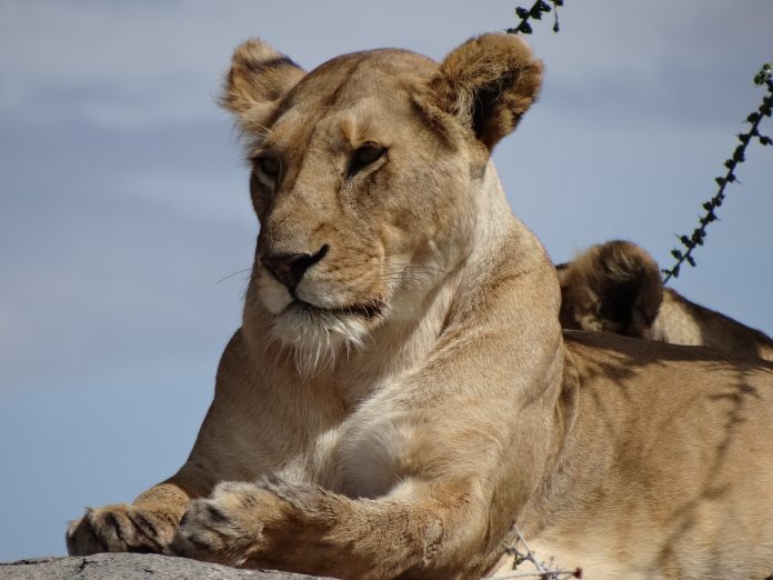 Overlanding Absolute Africa The Lion King 1994 Lion Pictures Safari Serengeti Tanzania