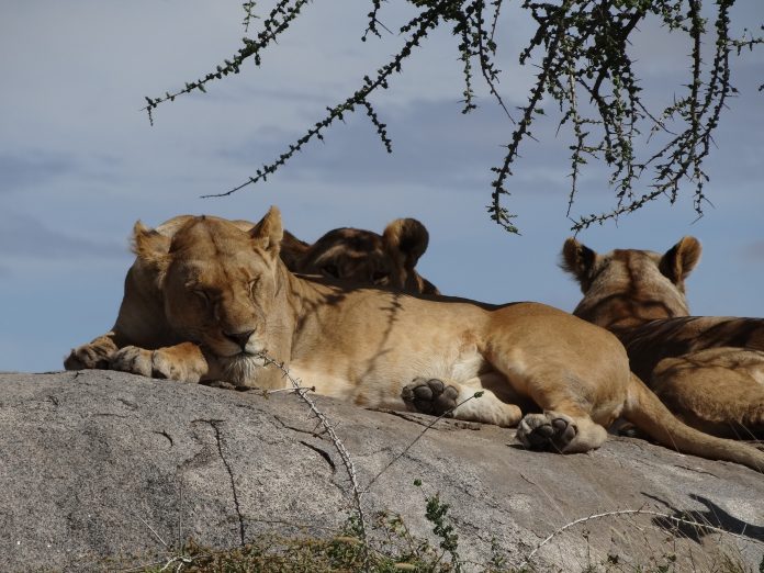 Overlanding Absolute Africa The Lion King 1994 Lion Pictures Safari Serengeti Tanzania