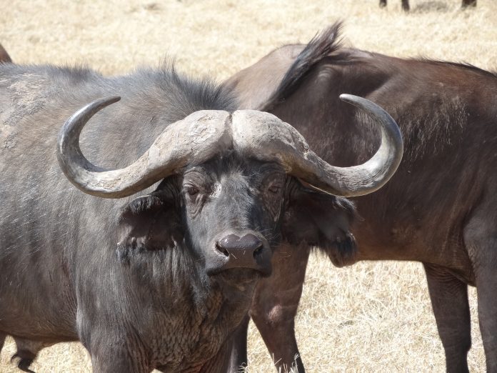 A Cape Buffalo in the Ngorongoro Crater