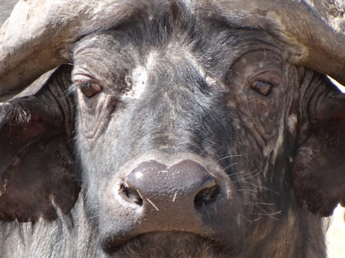 Cape Buffalo in the Ngorongoro Crater