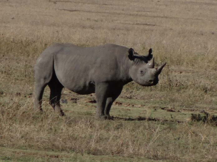 The Ngorongoro Crater