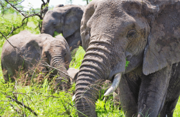 Safari in the Ngorongoro Crater