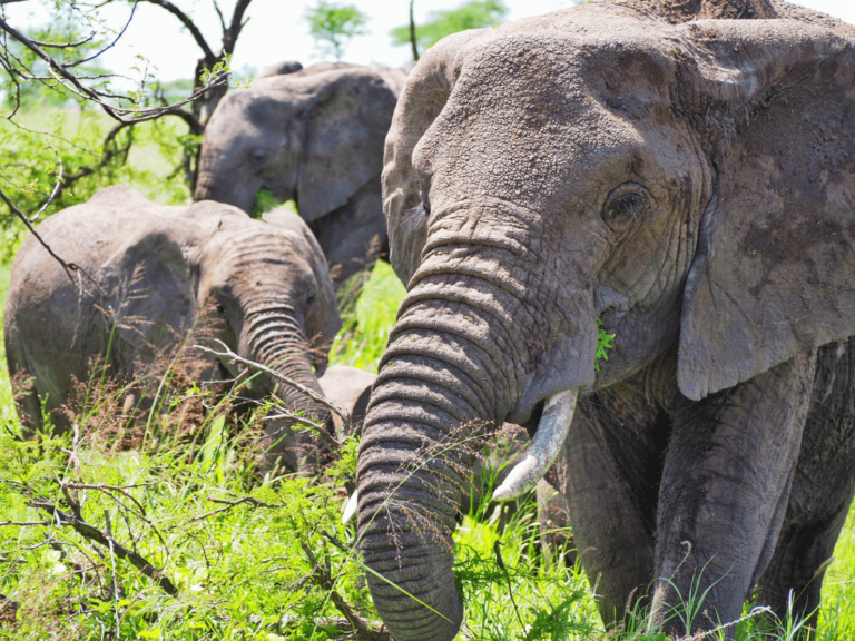 Safari in the Ngorongoro Crater