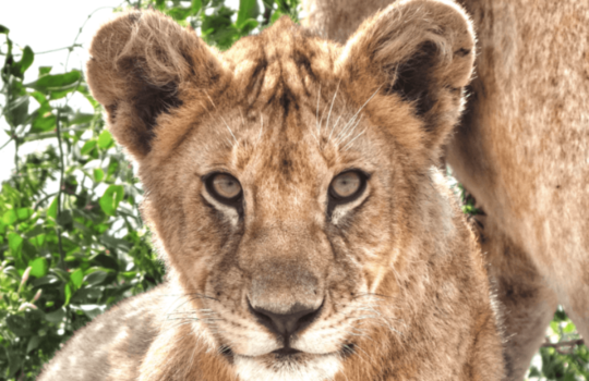 Serengeti Safari