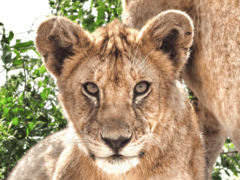 Finding the Lion King in the Serengeti