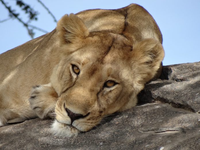 Overlanding Absolute Africa The Lion King 1994 Lion Pictures Safari Serengeti Tanzania