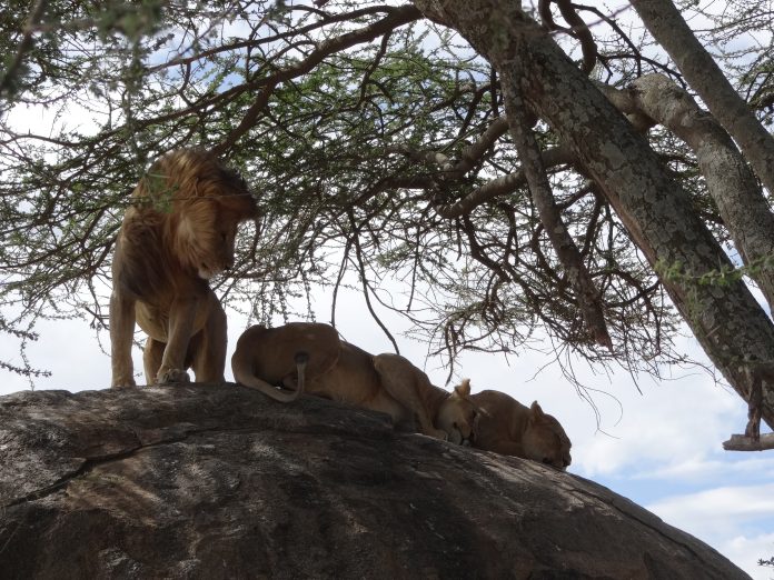 Overlanding Absolute Africa The Lion King 1994 Lion Pictures Safari Serengeti Tanzania