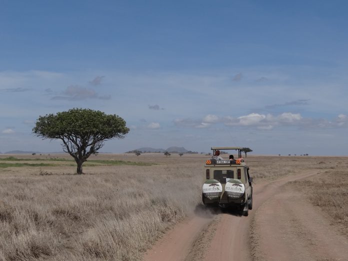 The (Real) Lion King in the Serengeti - Helen in Wonderlust