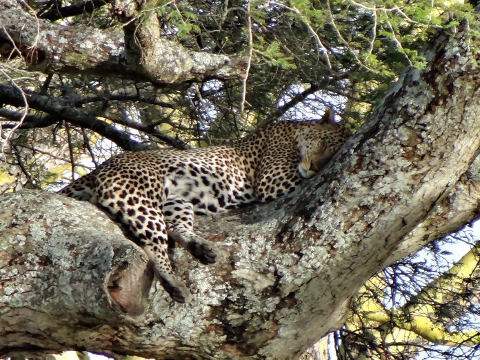 Overlanding Absolute Africa The Lion King 1994 Lion Pictures Safari Serengeti Tanzania