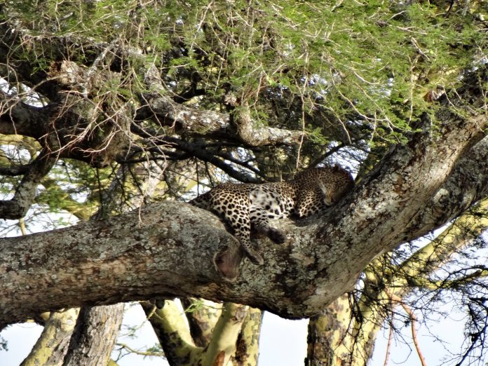 Overlanding Absolute Africa The Lion King 1994 Lion Pictures Safari Serengeti Tanzania