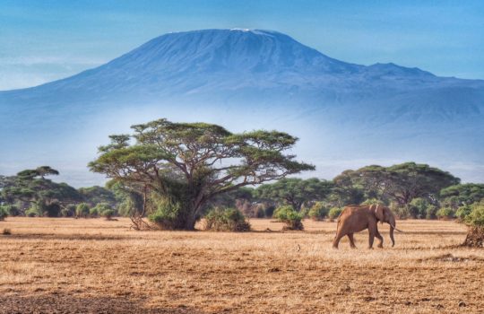 A Step By Step Guide to Planning an Amazing Trip to AFRICA