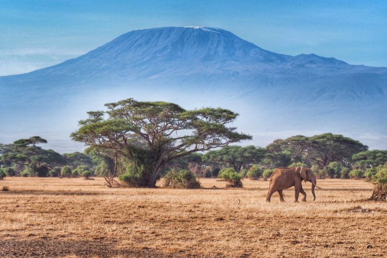 A Step By Step Guide to Planning an Amazing Trip to AFRICA