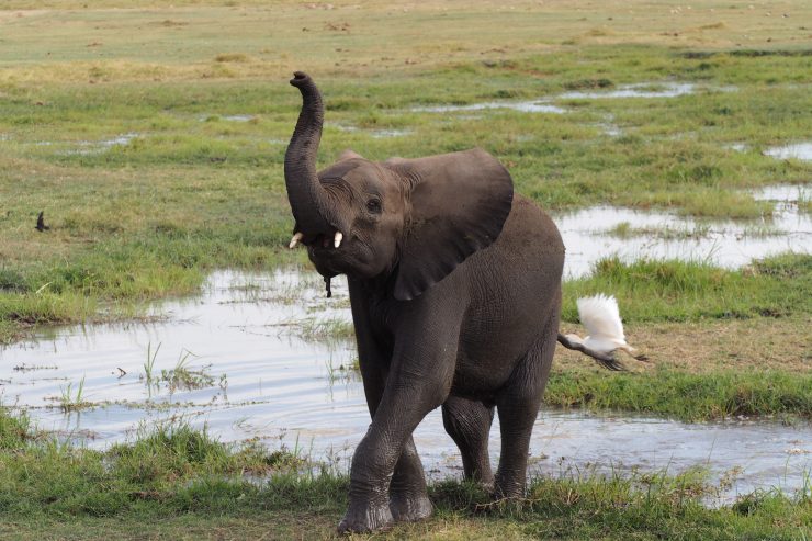 Elephant in Amboseli National Park, Kenya.