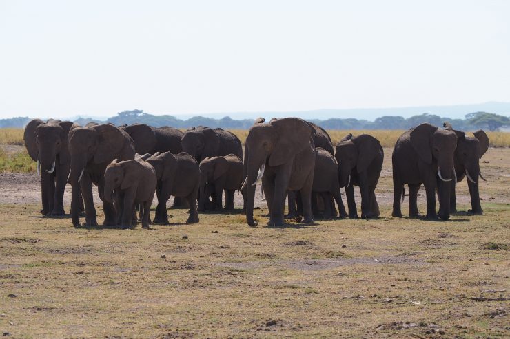 A herd of elephants in Amboseli National Park, Kenya.