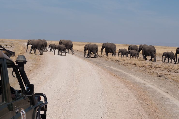 Elephants in Amboseli National Park