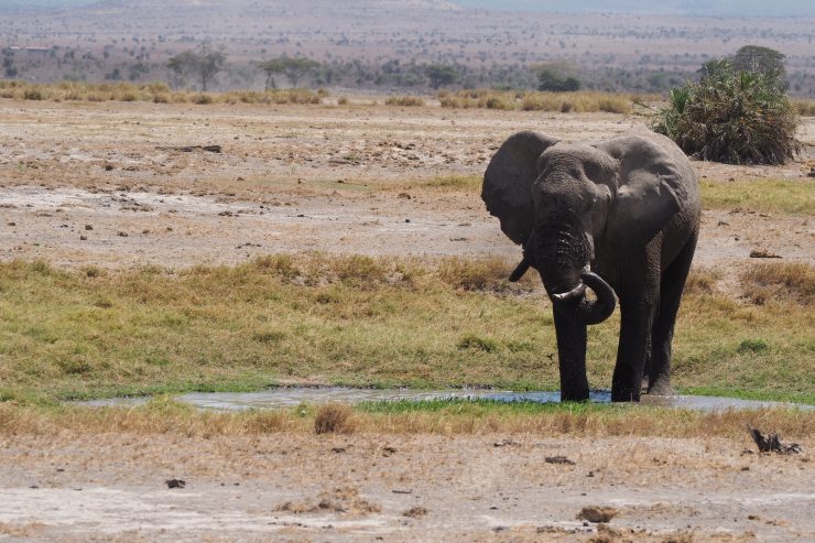 An elephant in Amboseli National Park, Kenya. 