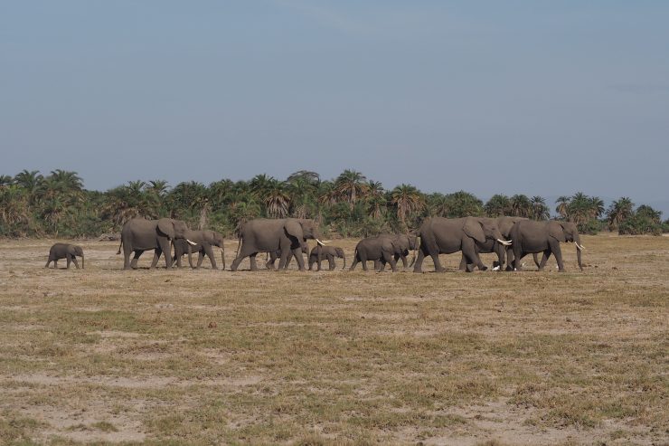 A herd of elephants in Amboseli National Park, Kenya.