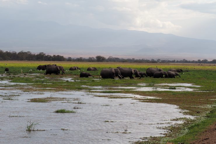 Elephants in Amboseli National Park, Kenya.